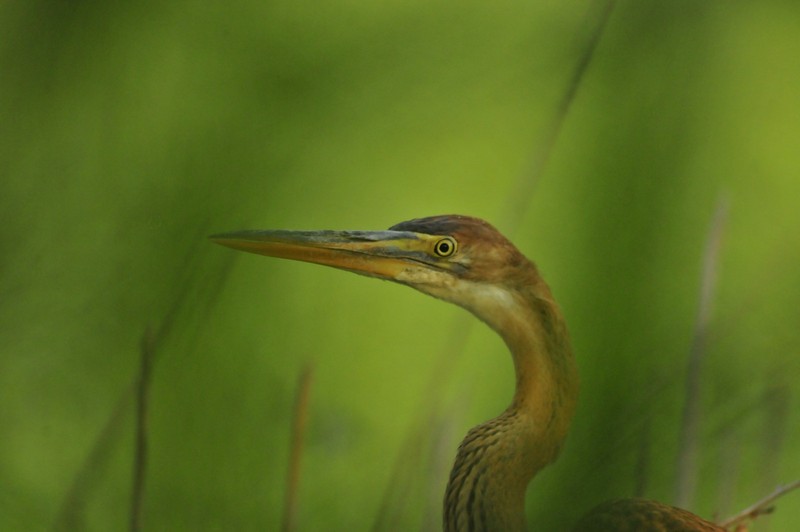Airone rosso in primo piano